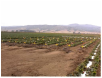 Randomized, replicated trial at the U.S.D.A. Ag Research Service station in Salinas, Ca. Determining best protocol for applying intense biological program as an alternative to methyl Bromide.