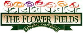 The Flower Fields - Carlsbad California